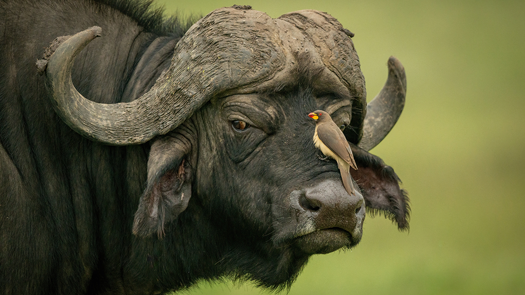 Are Oxpeckers Friends or Foes?