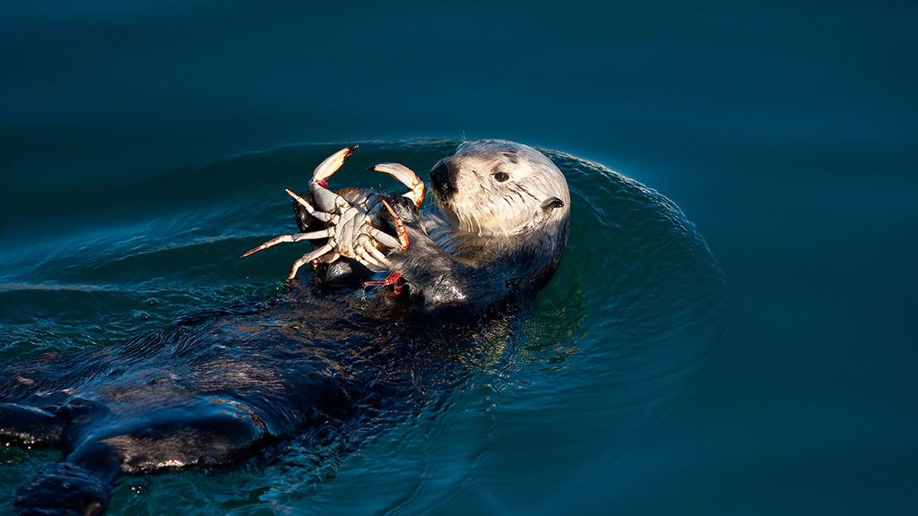 Search for the Missing Sea Otters