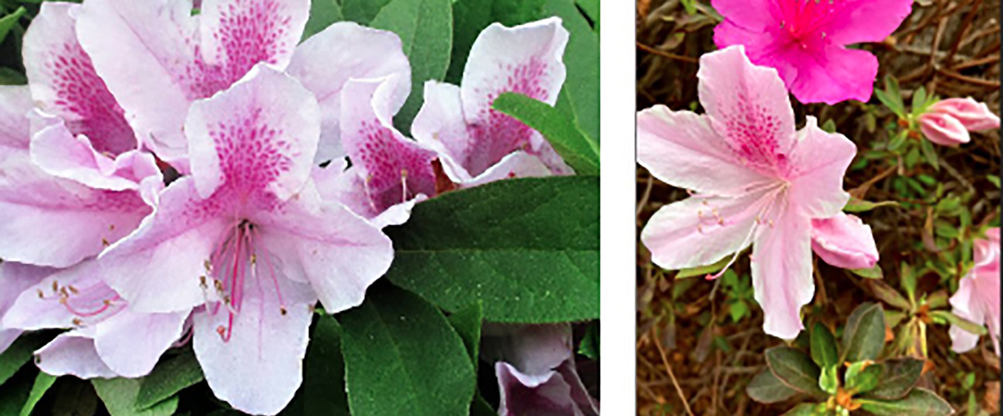 Azaleas from Columbus and Nacogdoches counties. 