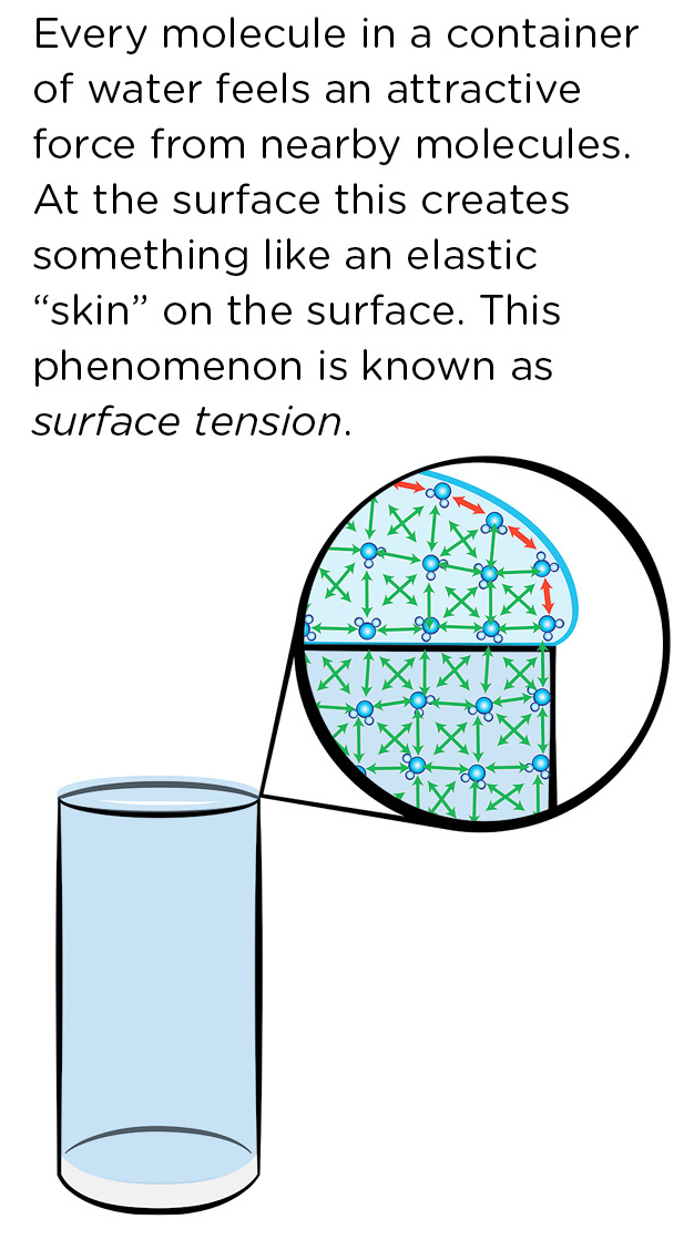 Every molecule in a container of water feels an attractive force from nearby molecules. At the surface this creates something like an elastic “skin” on the surface. This phenomenon is known as surface tension.