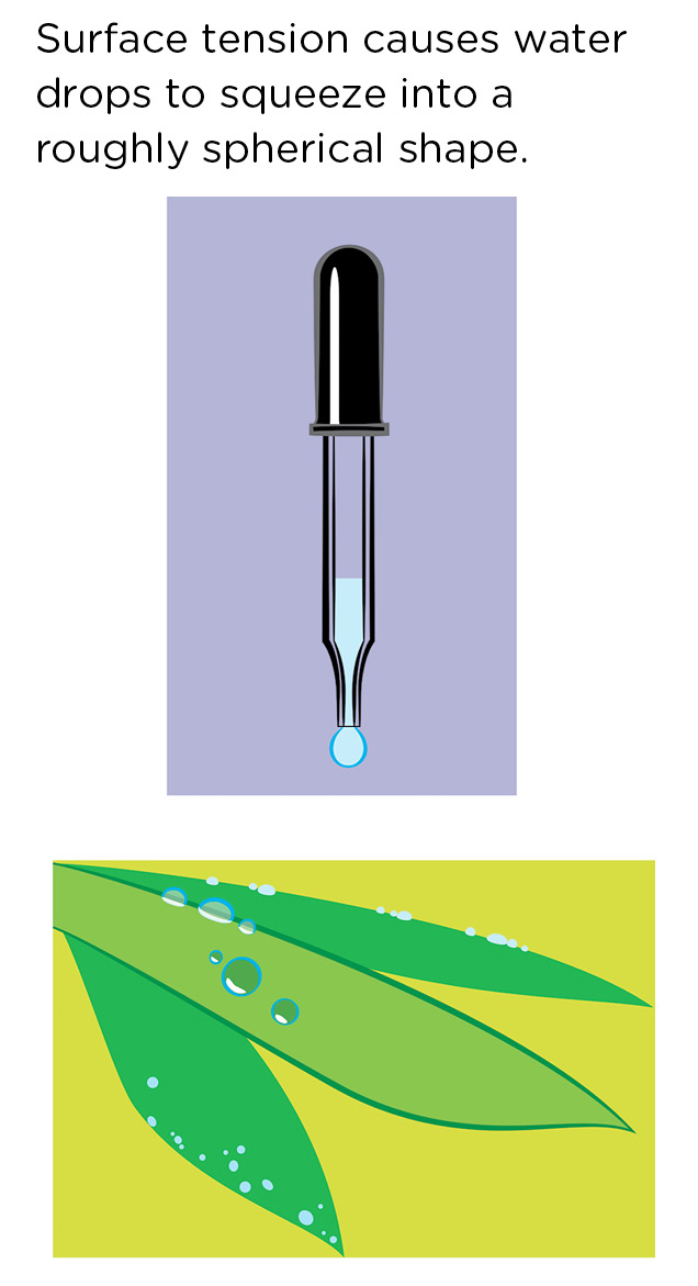 Surface tension causes water drops to squeeze into a roughly spherical shape.