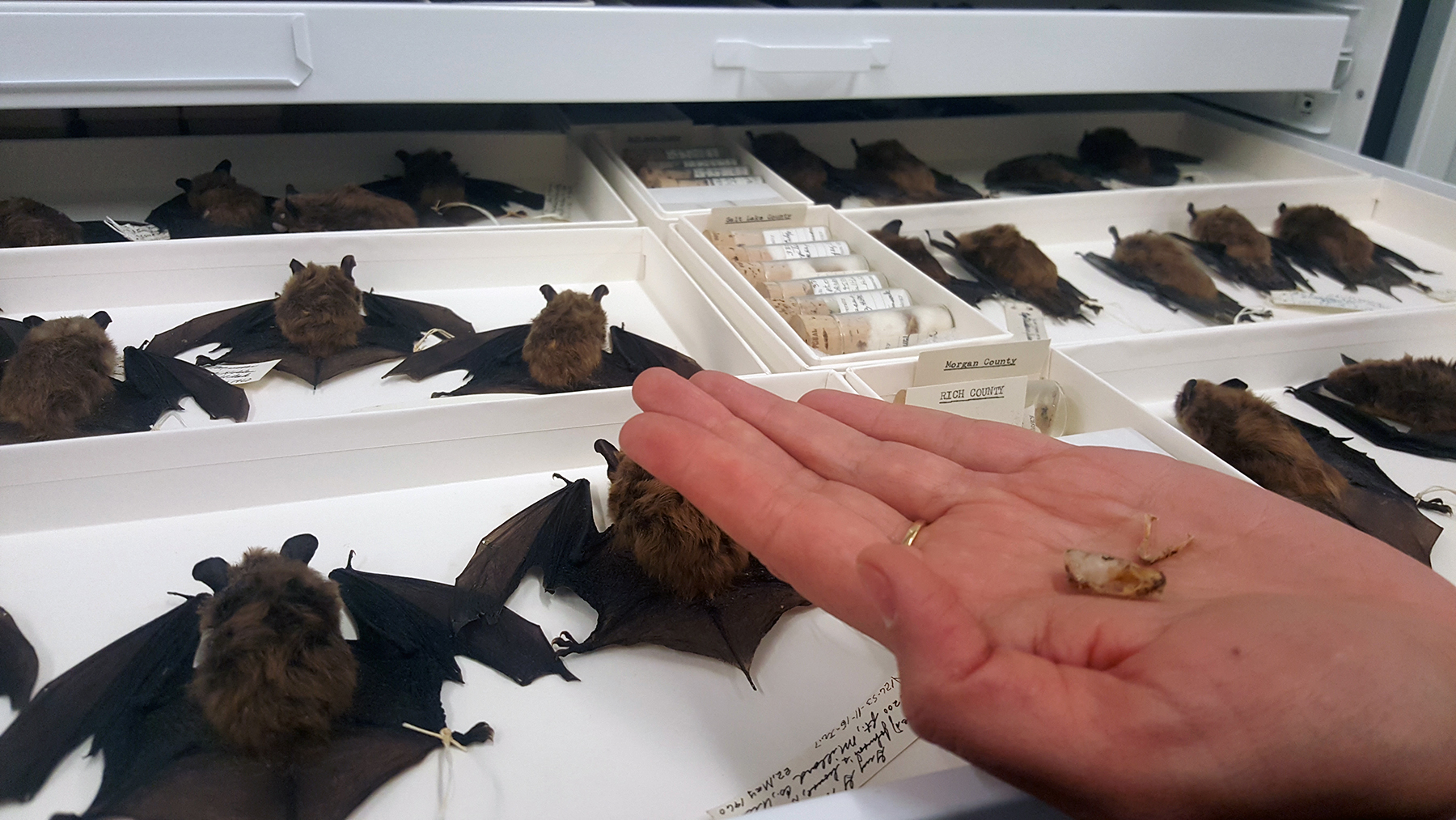 In Figure 4A, a museum scientist holds a bat skull and jaw. Museum specimens like these are small and delicate, limiting opportunities for hands-on investigation.