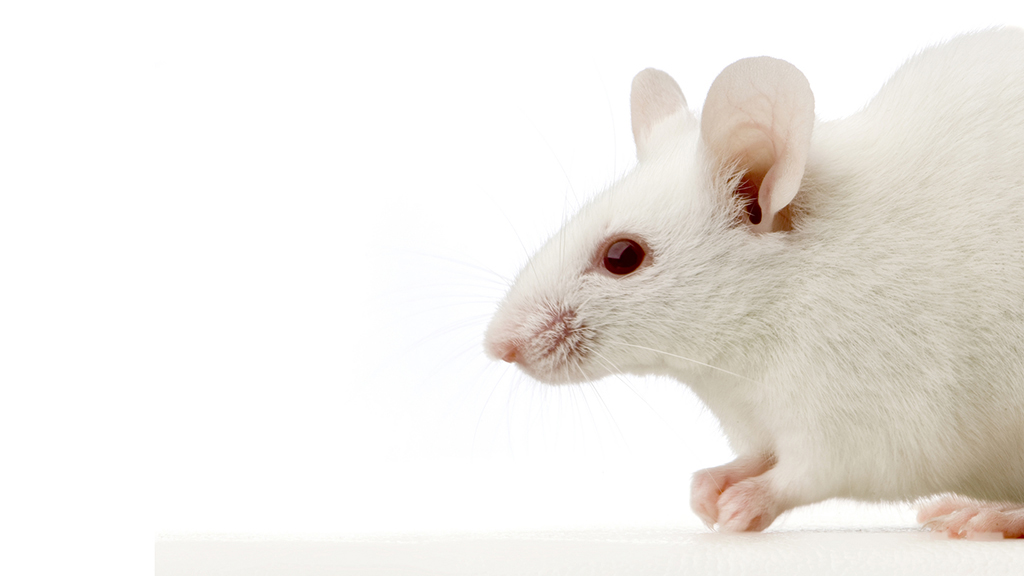 A Case Study of Memory Loss in Mice