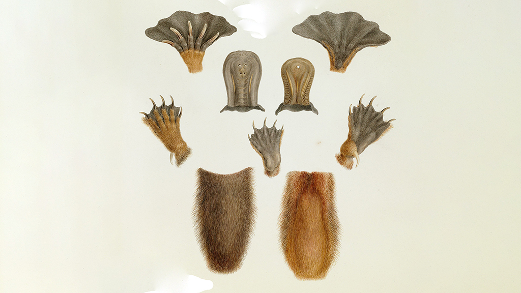 An Antipodal Mystery