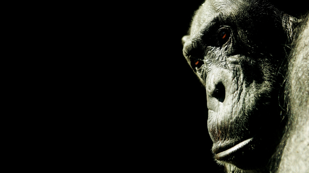 Chimpanzee Droppings Lead Scientists to Evolutionary Discovery