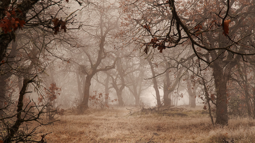Oak Clearcutting