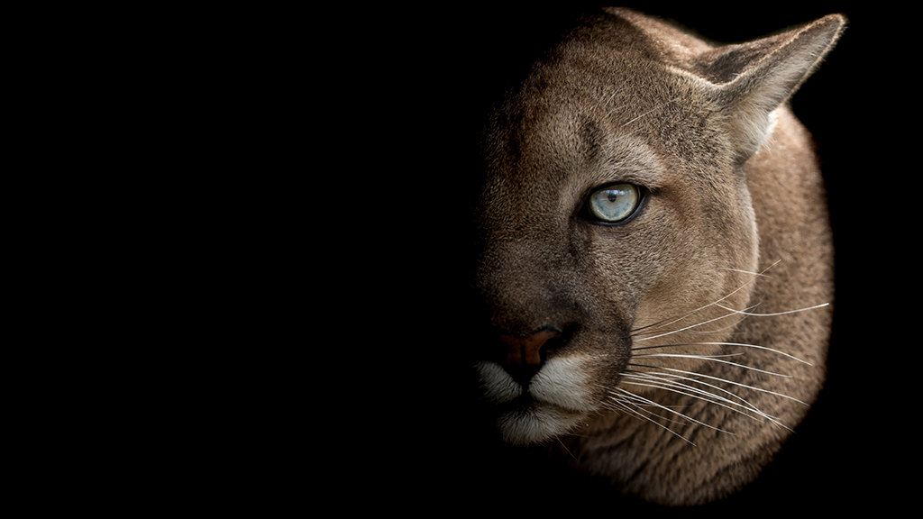 Travis Kauffman vs. the Mountain Lion