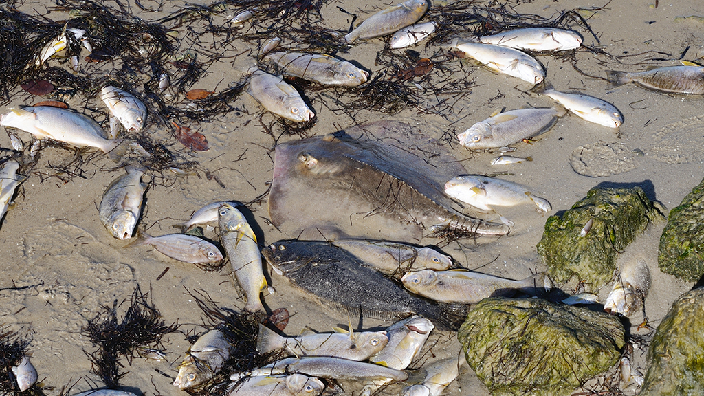 The Fish Kill Mystery