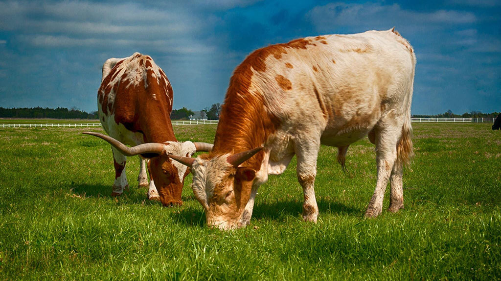 The Grass is Greener in Kentucky