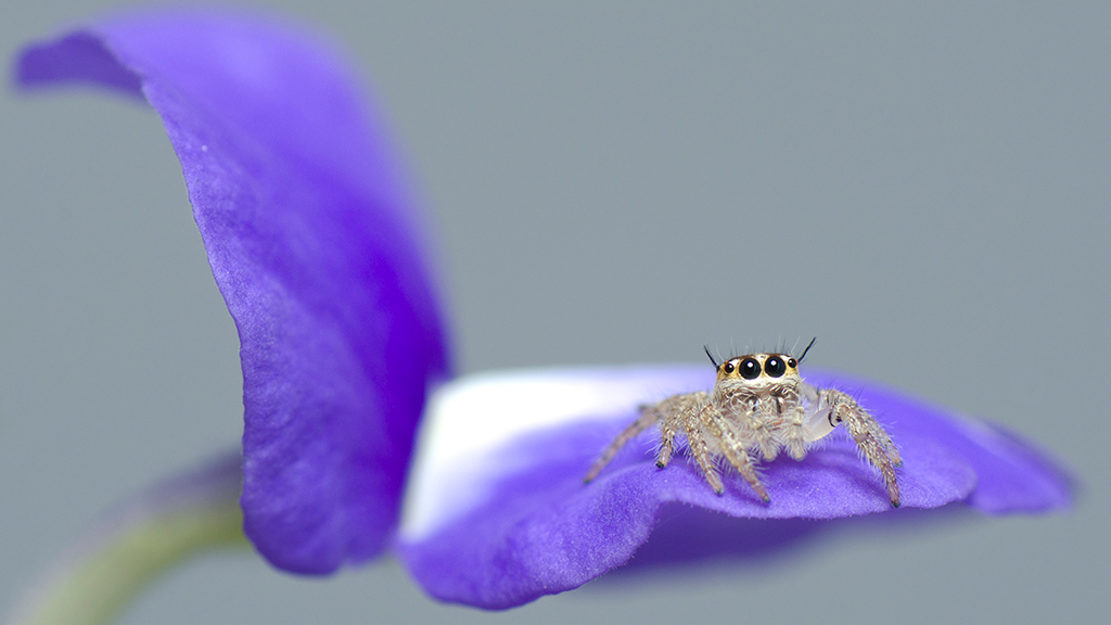 Using the Scientific Method to Understand the Brilliant Colors of Male Jumping Spiders