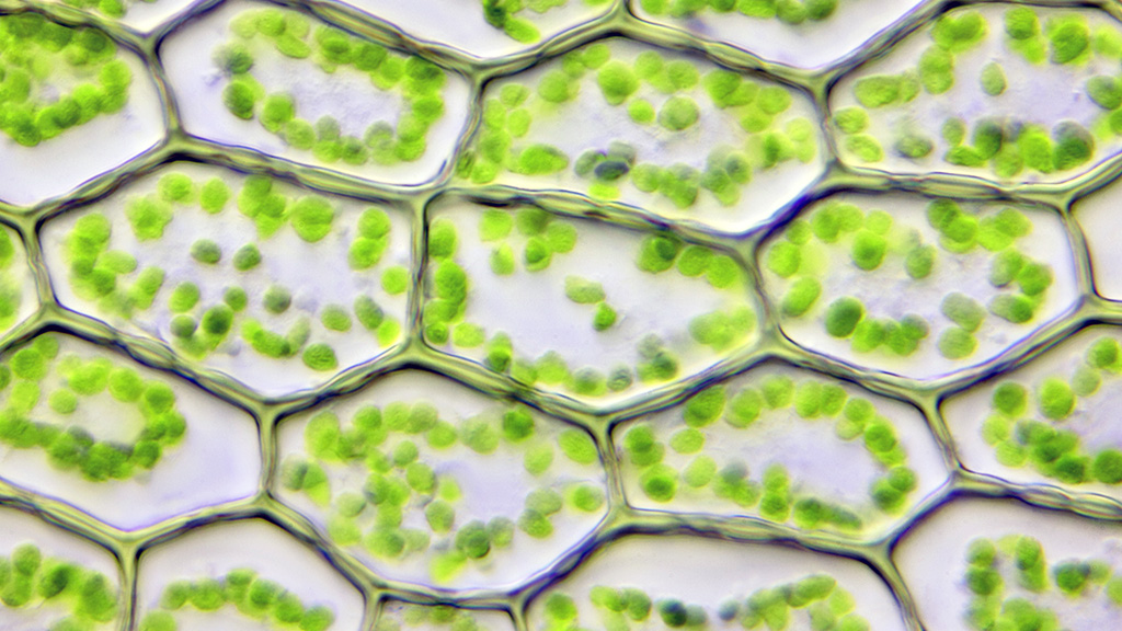 Killing Chloroplasts