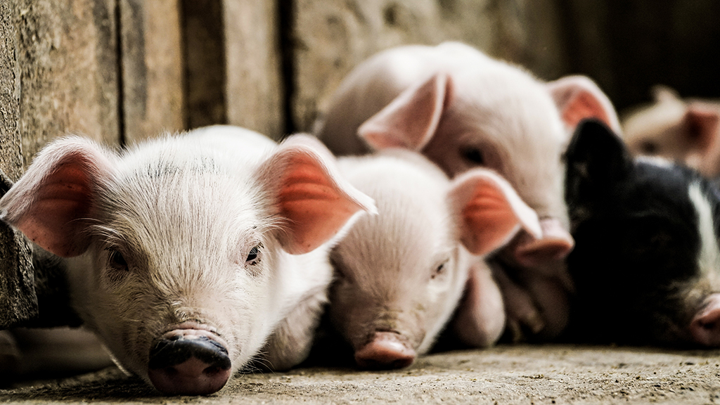 Which Little Piggy Went to Market?