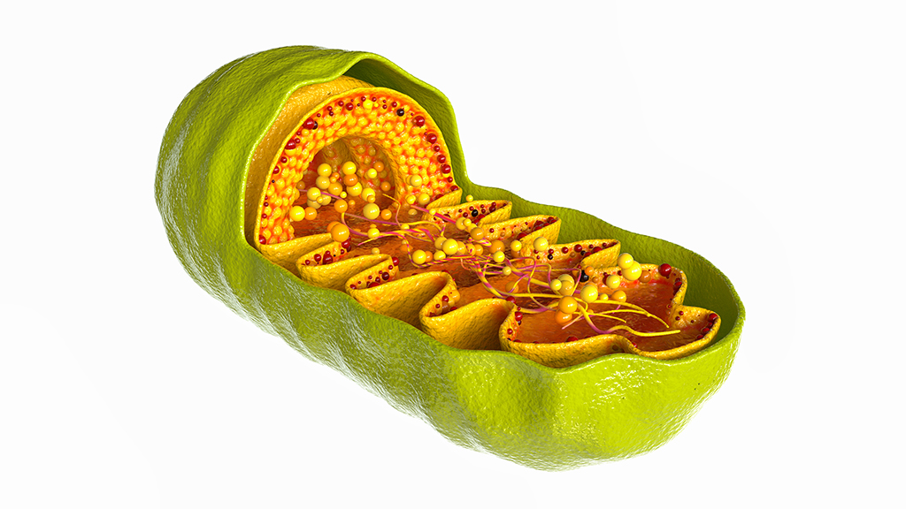 Mitochondrial Mysteries