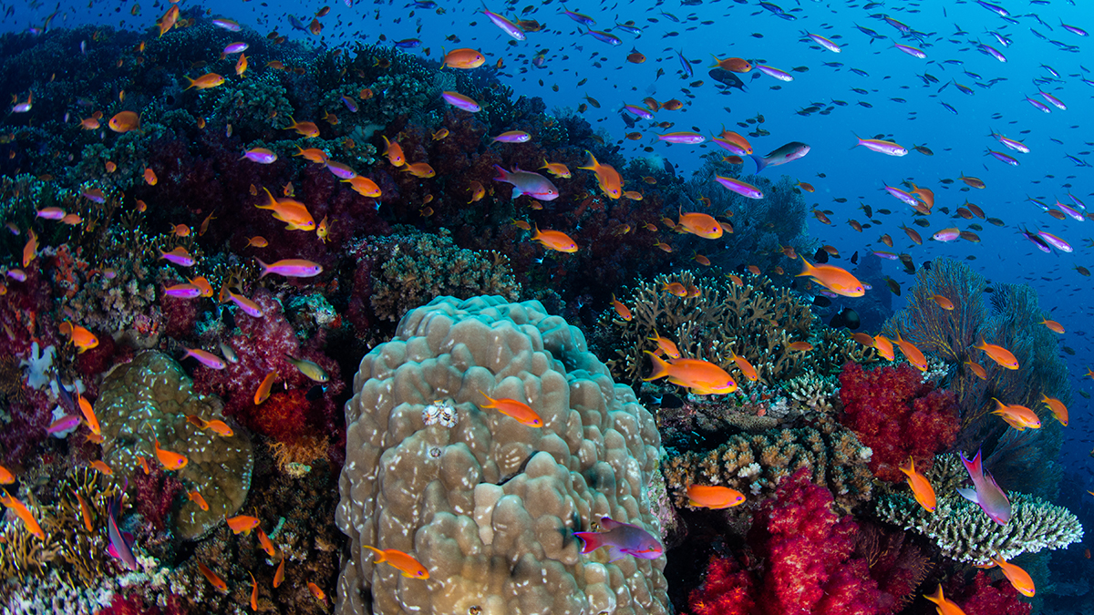 What's the Big Deal About Ocean Acidification?