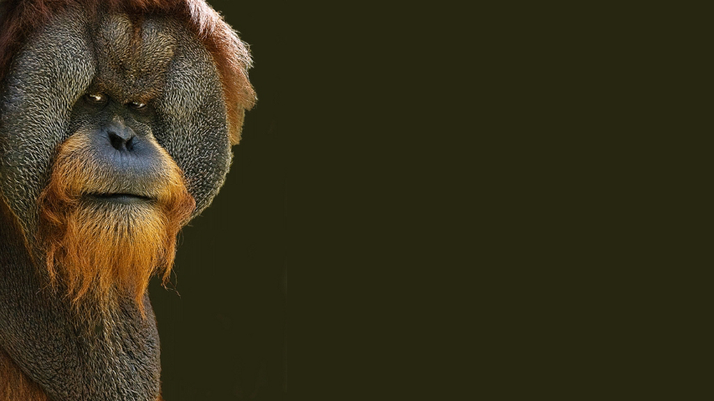 The Case of the Sexually Arrested Orangutans