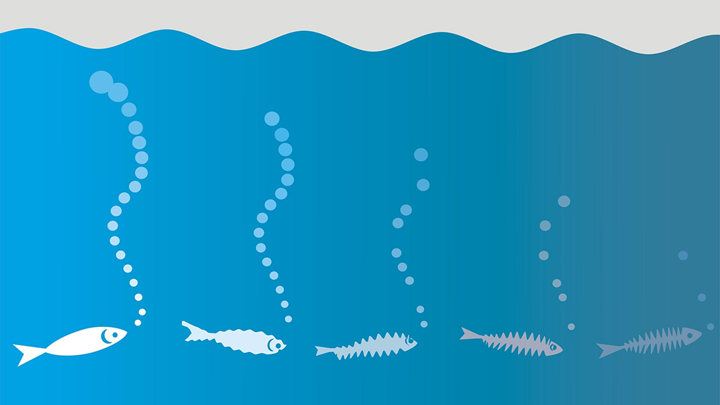 Eating PCBs from Lake Ontario - The Clicker Version