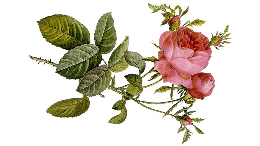 War of the Roses