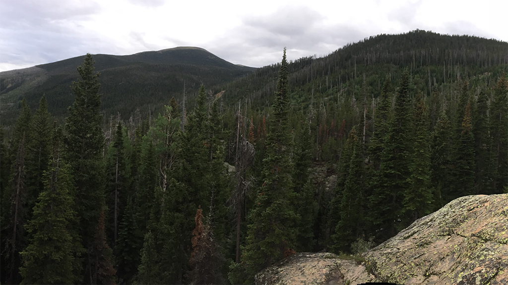 Boreal Forest Dynamics at the Hardwood Ecotone