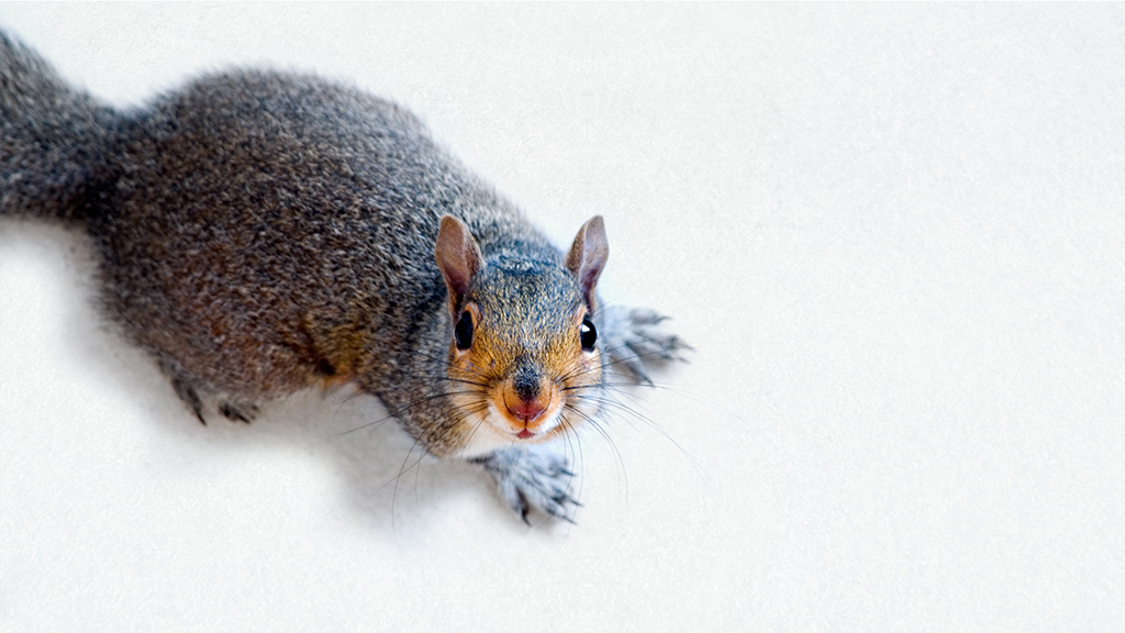 Assessing Habitat Suitability for Squirrels on Campus
