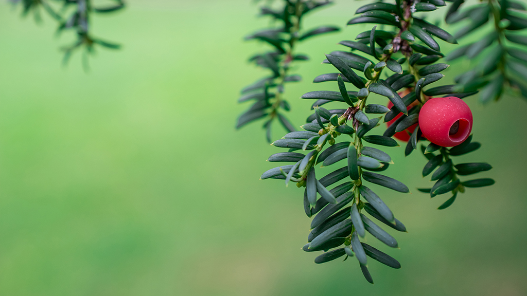 Cancer Cure or Conservation