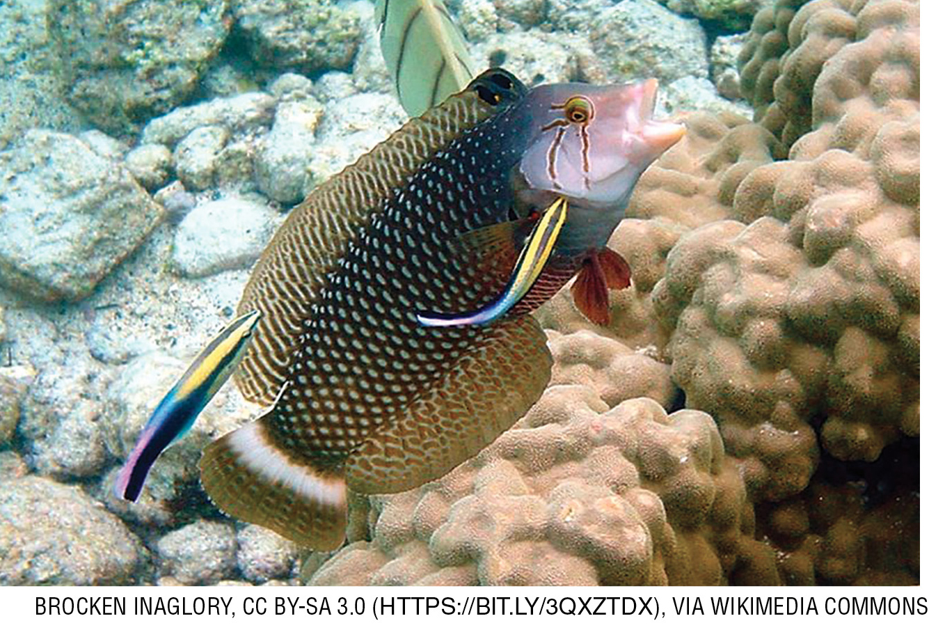 The rainbow cleaner wrasse has a mutually beneficial symbiotic relationship with several other fish including this dragon wrasse. 