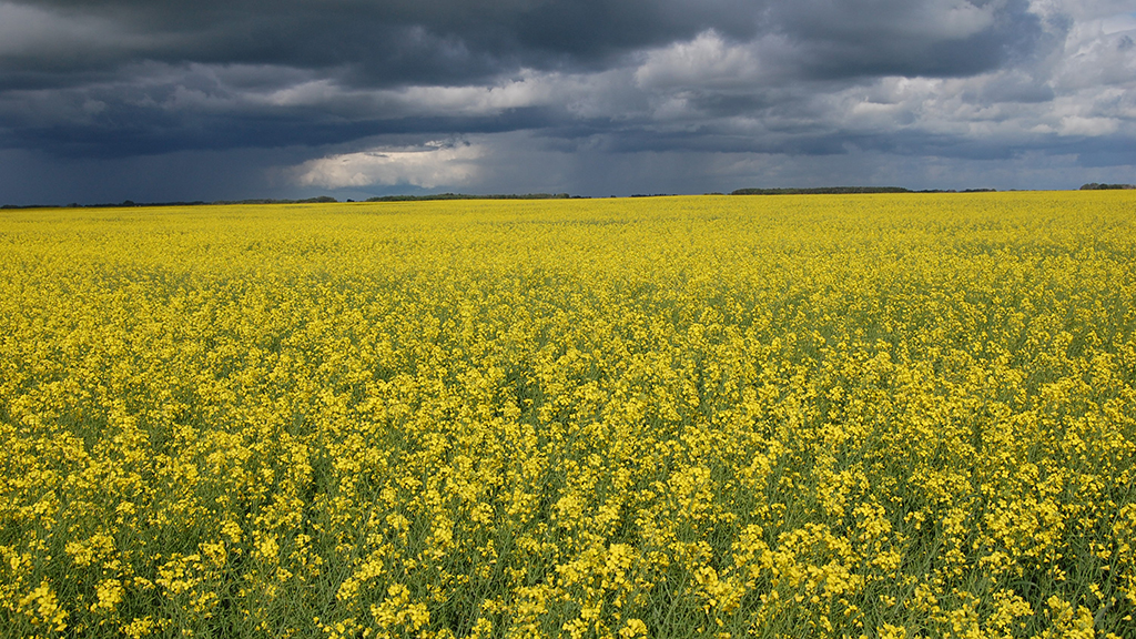 The Canadian Canola Controversy