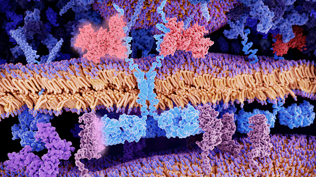 CAR T Immunotherapy