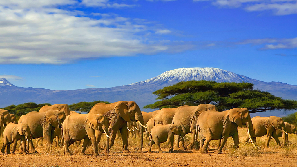Which Elephant Population Would You Protect?