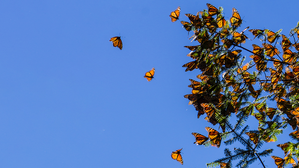 Monarchs and Milkweed