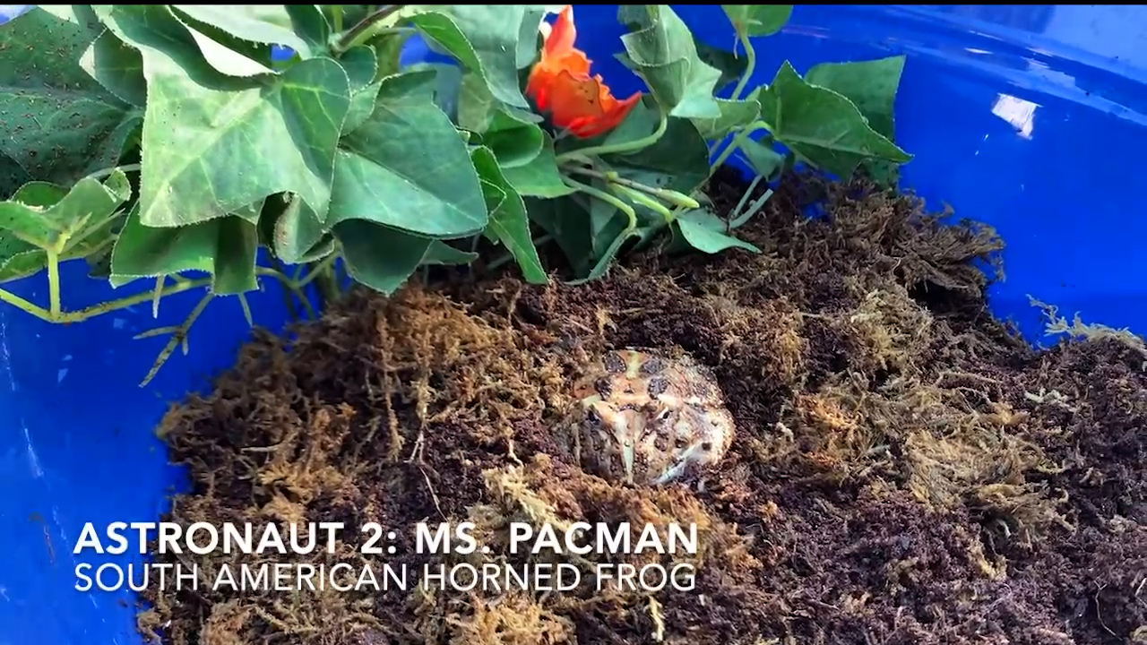 Figure 1 A pre-lesson video still image that featured one of the informal science learning environment animals, a frog.