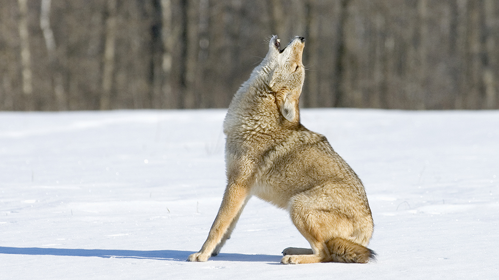 Killing Coyote