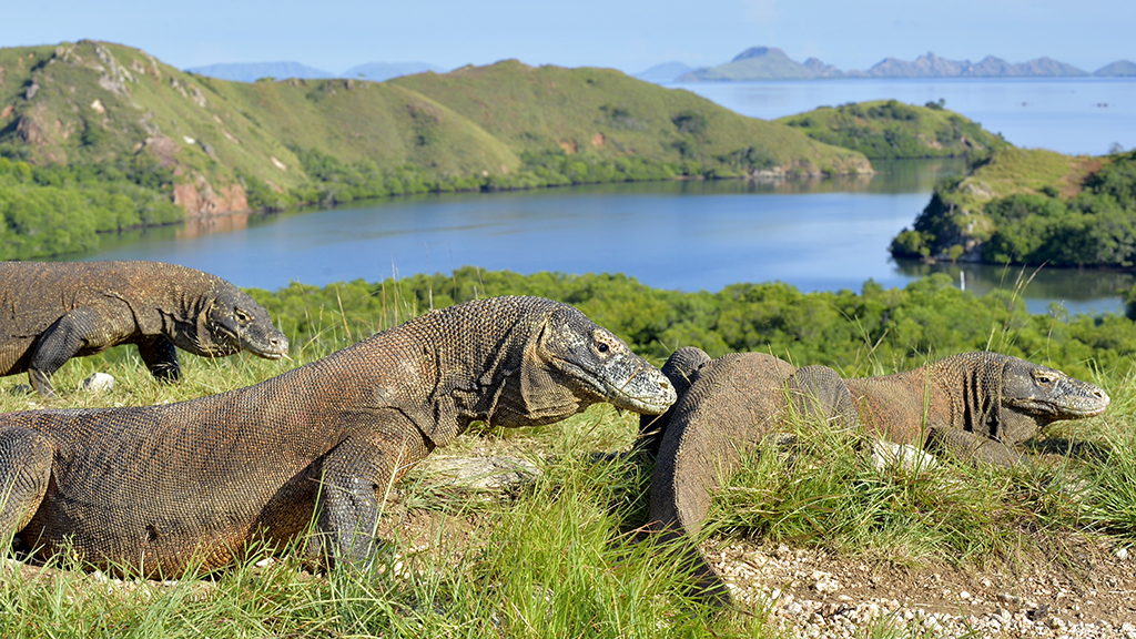 Sex and the Komodo Dragon