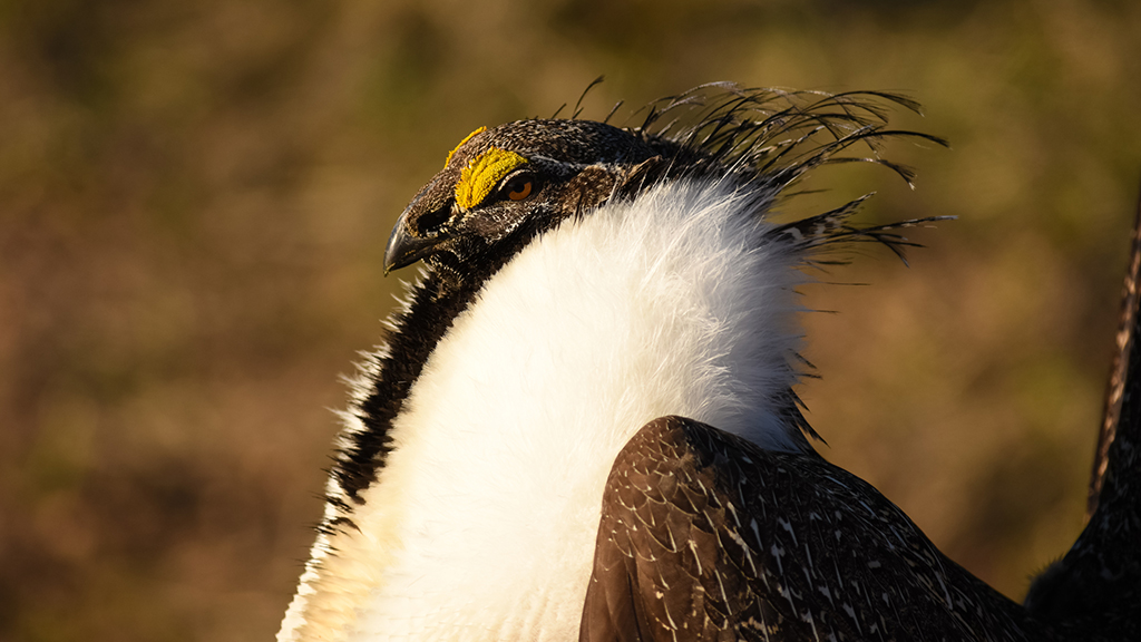 To List or Not to List?