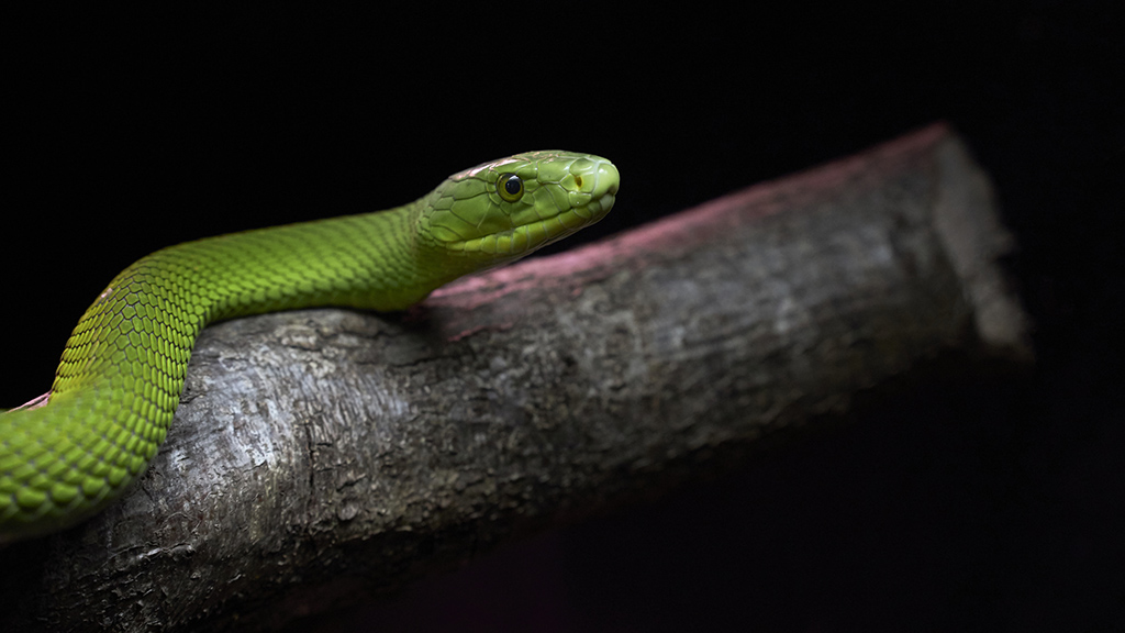 Snakes in a Storm!