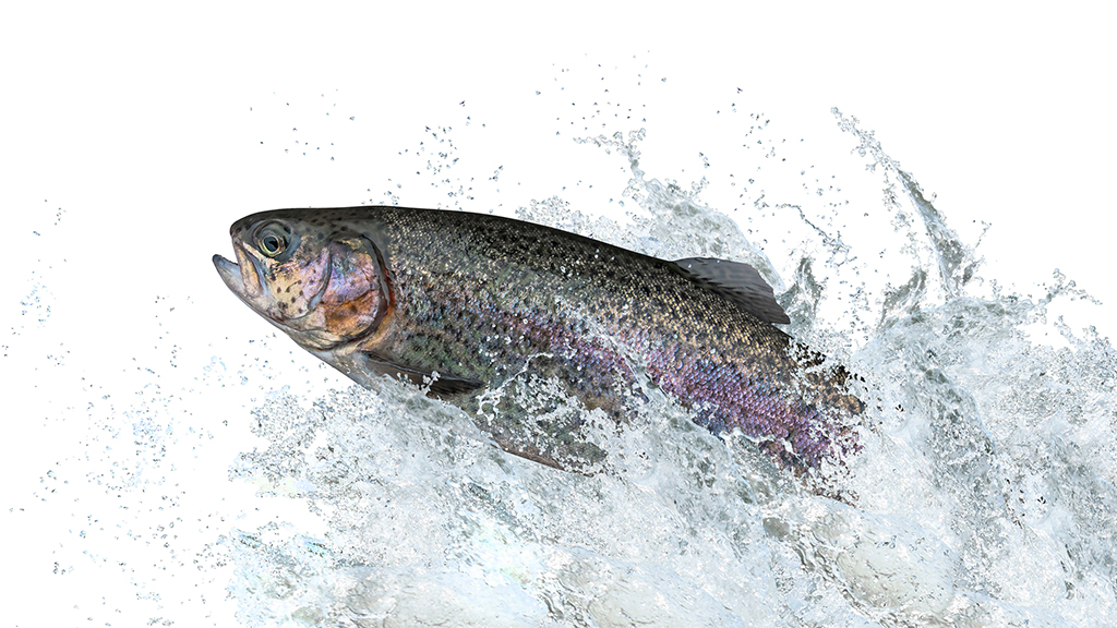 Fish Out of (Salt) Water
