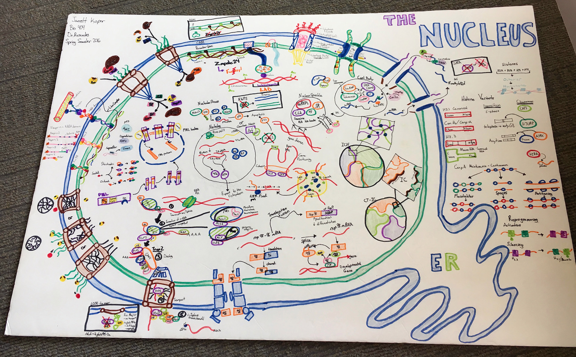 Student final exam poster (spring 2016).