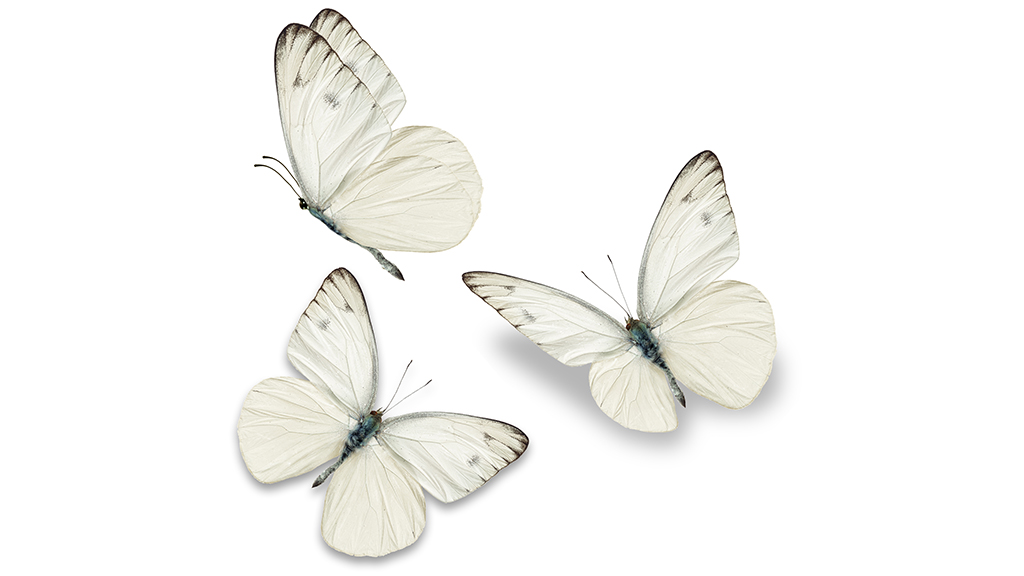 Butterfly Hunt