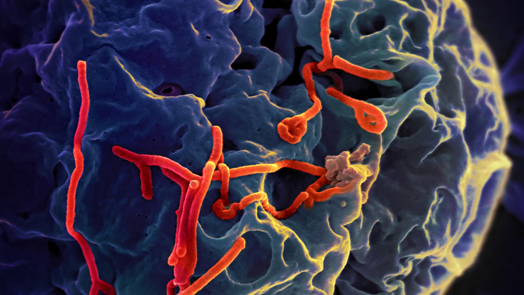 The Ebola Wars: Mission Immune Evasion