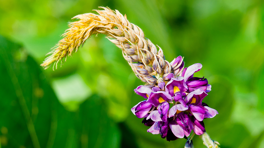 Kudz-who? and Other Questions of Invasive Species