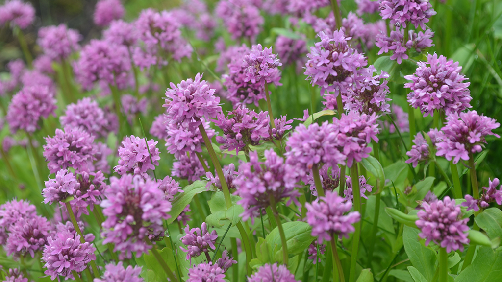 Animals Can Run Away, but Plants Must Stay