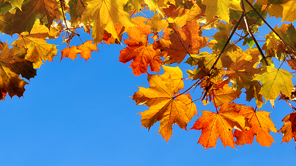 A Colorful Picnic with Photosynthetic Pathways and RuBisCO on the Menu