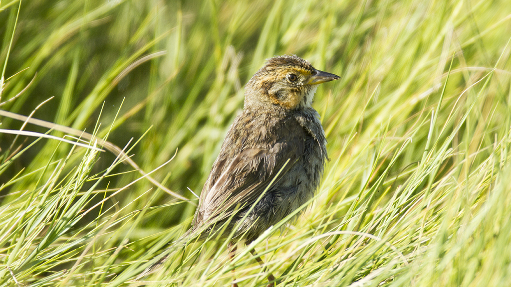 The Polar Bear of the Salt Marsh?