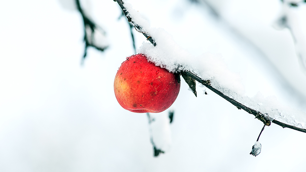 Snow White Apples?