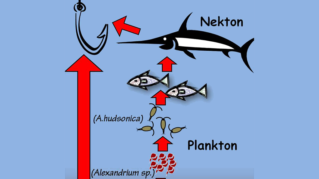 Testing for Grazer Adaptation to Toxic Algae