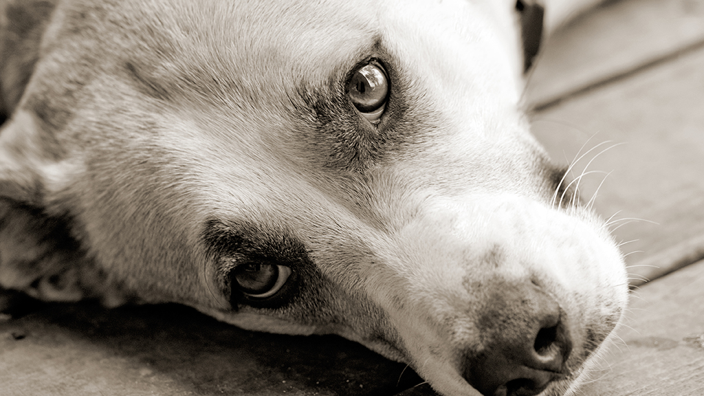 Wiggles Isn’t Wiggling: Apoptosis Edition