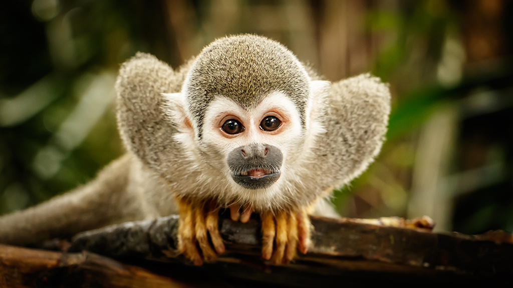 Si el Norte Fuera el Sur