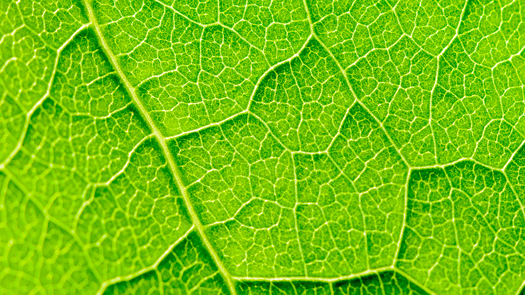 Plant Transpiration