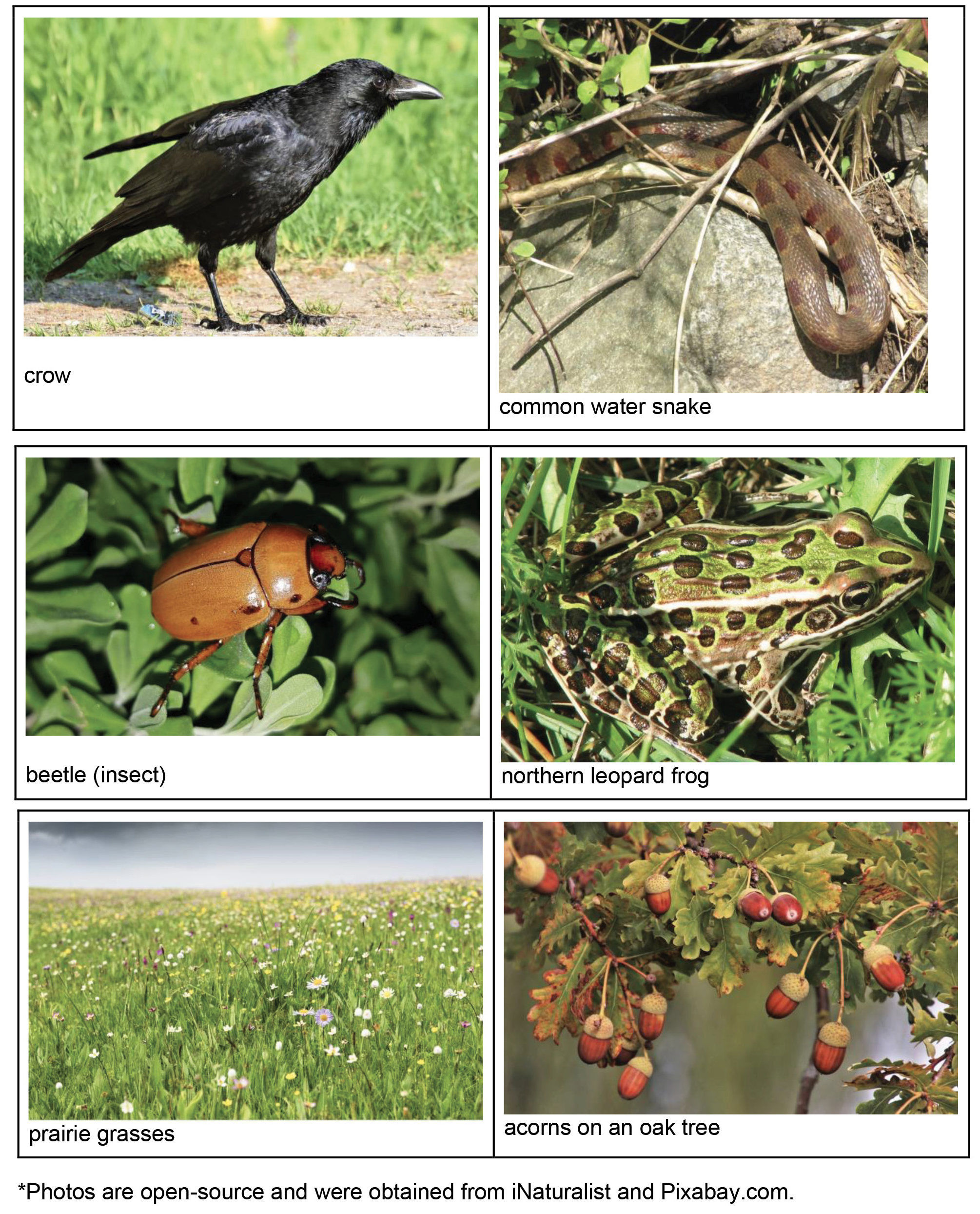 Figure 1 Sample pictures of prairie plants and animals.