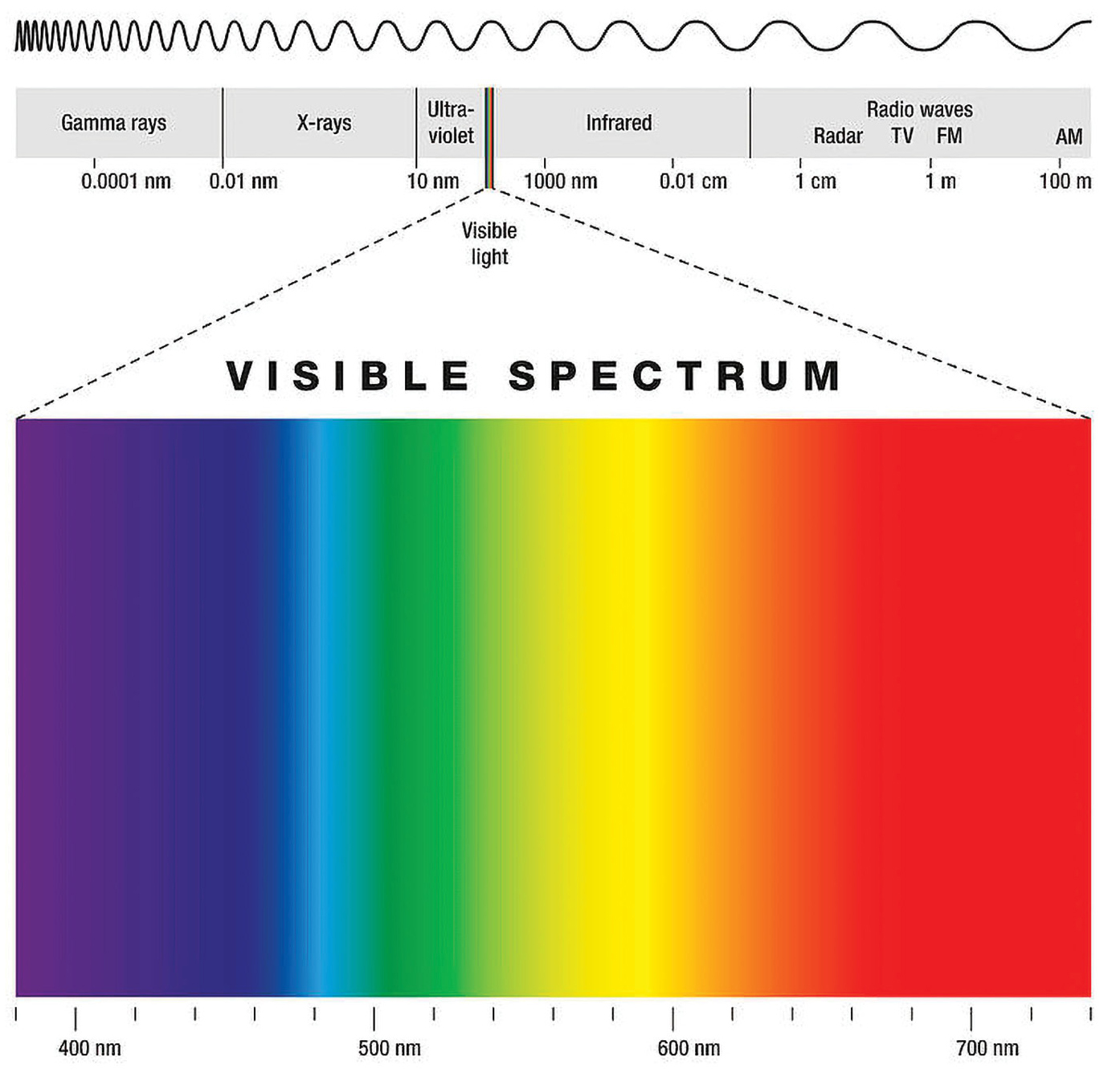 Figure 1 The visible spectrum of light is a range of wavelengths that the human eye can sense, ranging from 370 to 700 nm. On the left end of the spectrum, violet wavelengths have the shortest wavelengths, ranging from 370 to 400 nm. On the right or red end of the spectrum, these “long” electromagnetic waves range 630 to 700 nm. Image created by P.H. Furian (https://bit.ly/3wLXfrr).