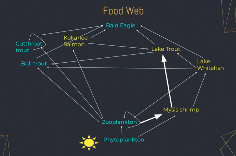 Example food web of the Flathead Lake ecosystem. The organisms in yellow are non-native and those in blue are native to the ecosystem. 